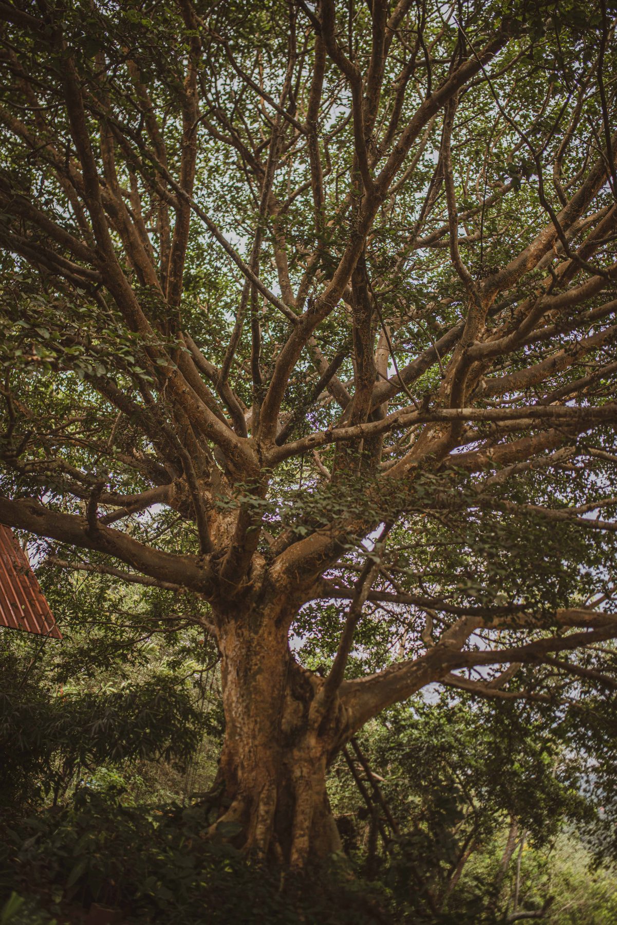 The land around Jinja Jungle
