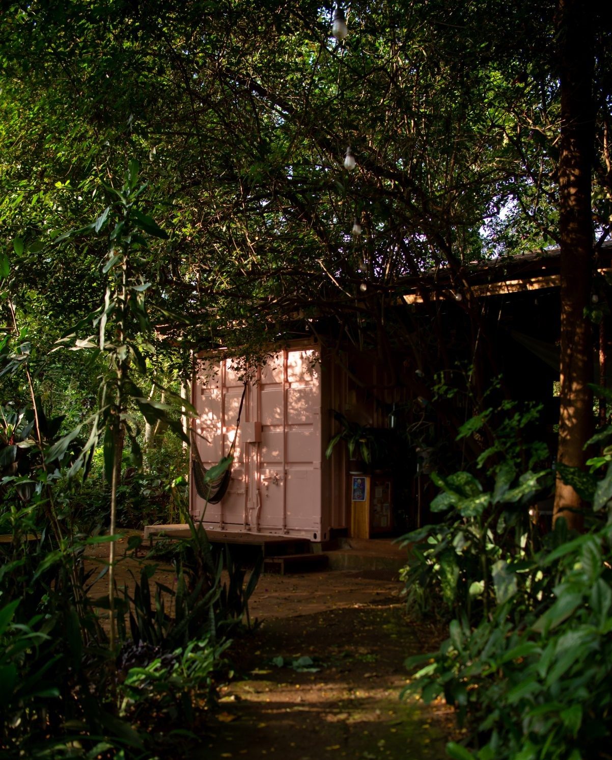 Jungle path to the container rooms at Jinja Jungle