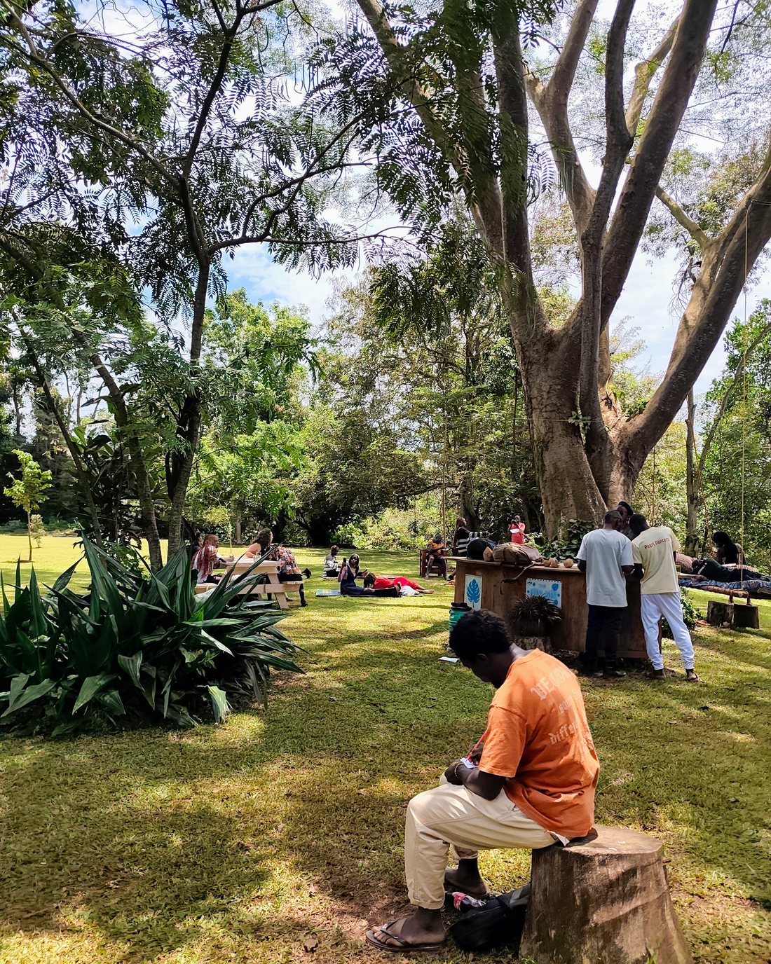 Festival grounds under the old tree at Jinja Jungle