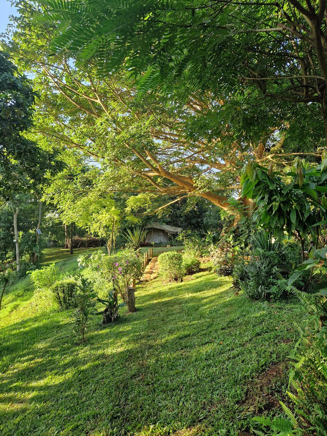 Jungle path at Jinja Jungle